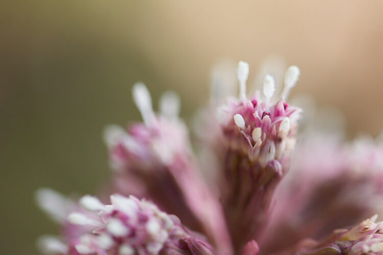 10a Stamen aperture example 90mm f4.8 ISO250 1 640s
