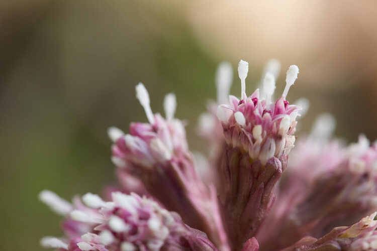 10b Stamen aperture example 2 90mm f9 ISO900 1 640s
