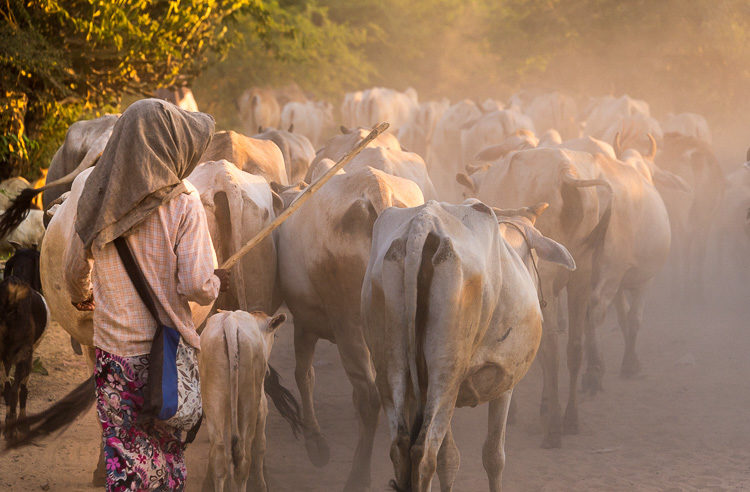 Farmers driving cattle back to their villages in the afternoon near Bagan