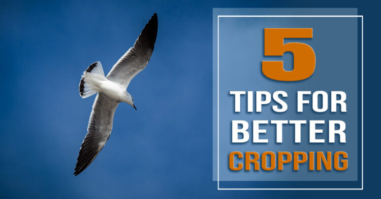 tips for better ways for cropping photos
