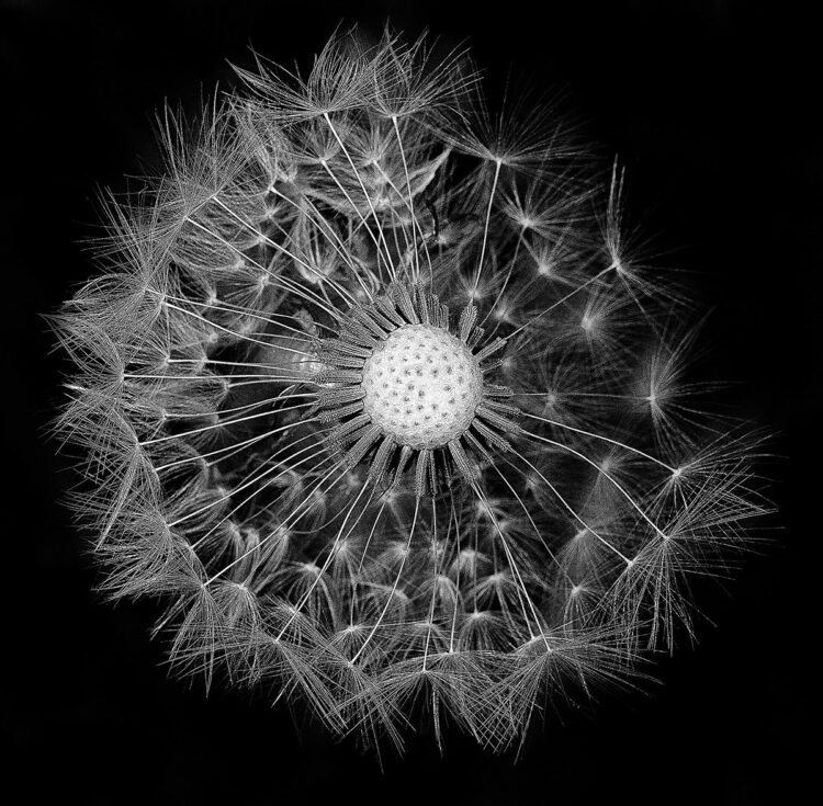 6 Dandelion BW Print Ready