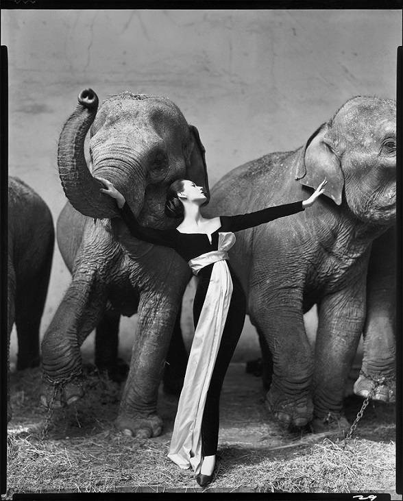 One of Avedon's most famous portrait photos of a woman and elephants