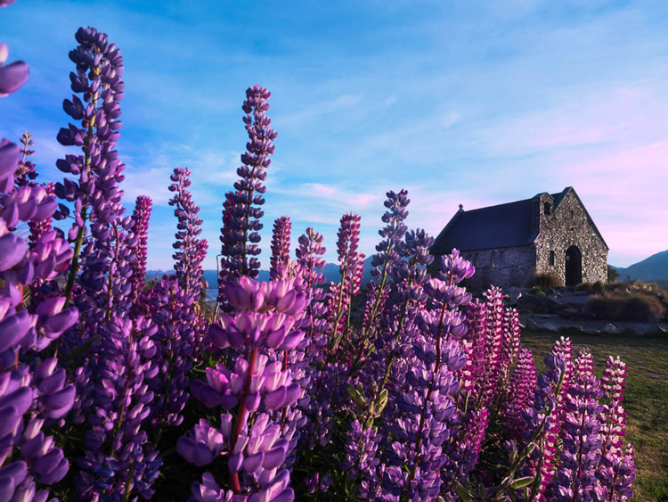 a low camera angle landscape photo with flowers in the foreground and a stone building behind