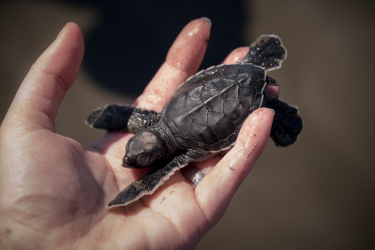 benefits of mirrorless cameras lighter than dslr