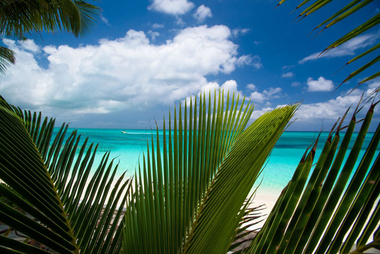 Caribbean Dream DSC 1844