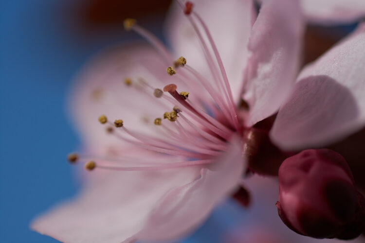 Cherry Flower extra 60mm f5 ISO100 1 1000s