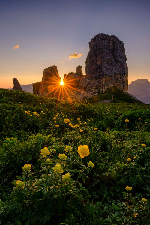The settings sun creates a starburst in the Cinque Torri mountains illuminating flowers in the foreground