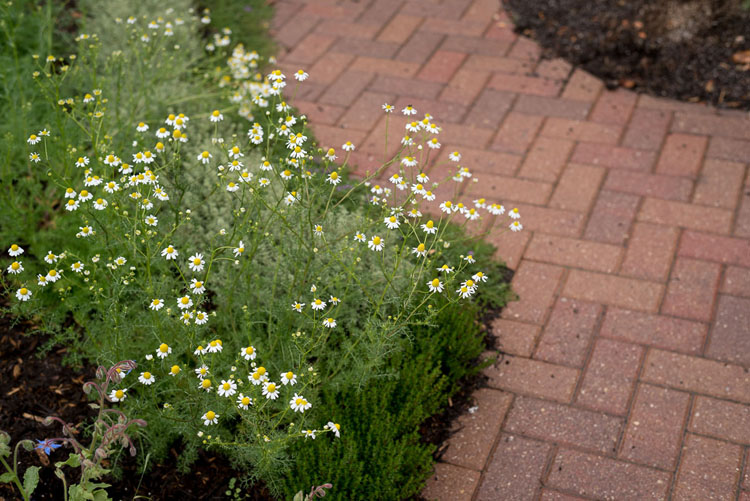 close up photography chamomile 1