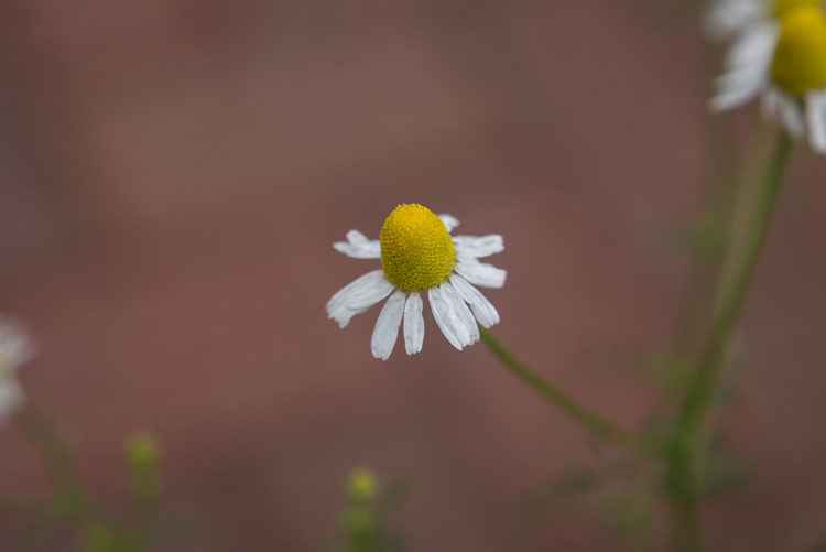 close up photography chamomile 2