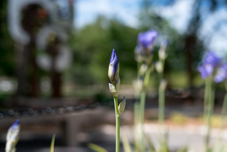 close up photography iris 1