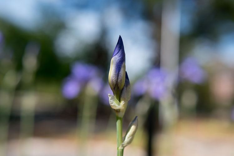 close up photography iris 2
