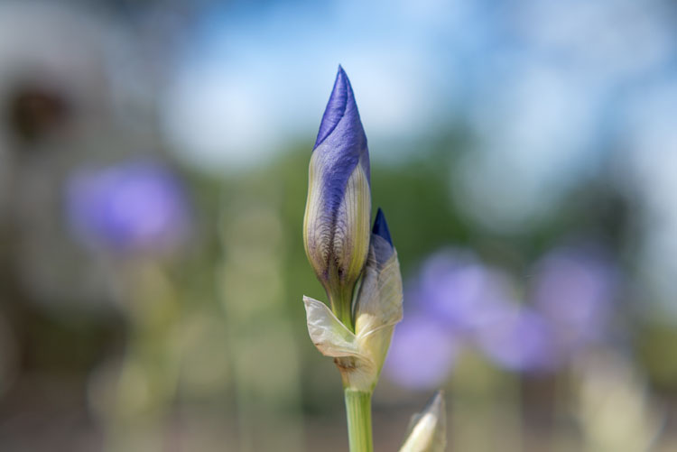 close up photography iris 3