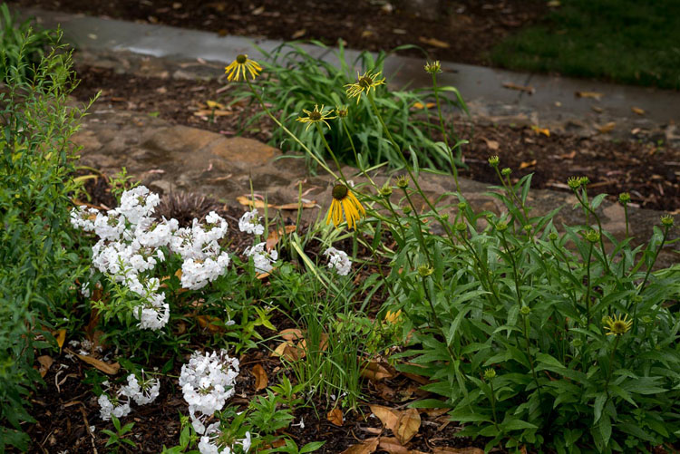 close up photography yellow coneflower 1
