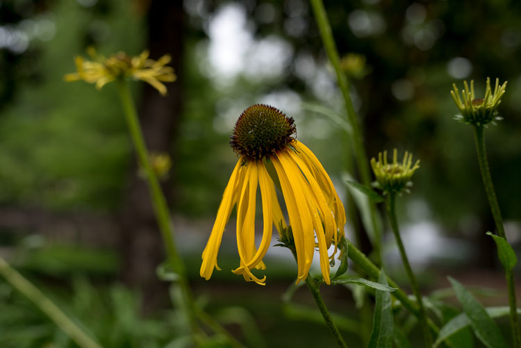 close up photography yellow coneflower 4
