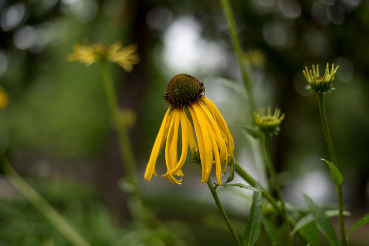 close up photography yellow coneflower 5
