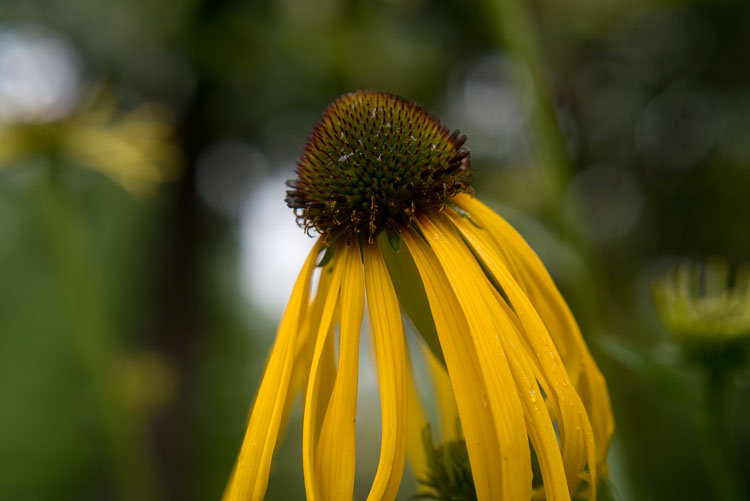 close up photography yellow coneflower 6