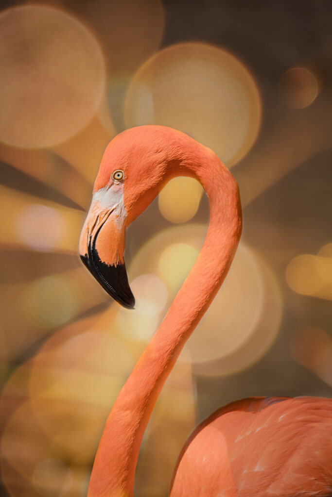 Flamingo with bokeh applied
