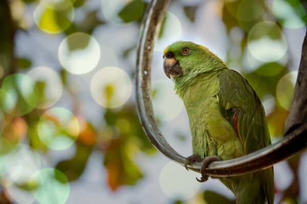 tropical bird on perch after bokeh applied