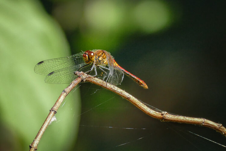 DPM bokeh pack one before 03 1200px