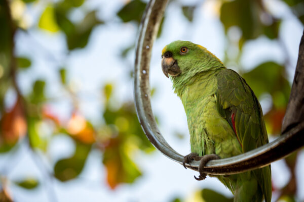 tropical bird on perch before bokeh applied