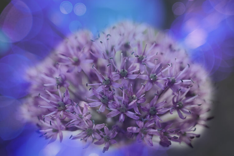 DPM bokeh pack two after 01 1200px