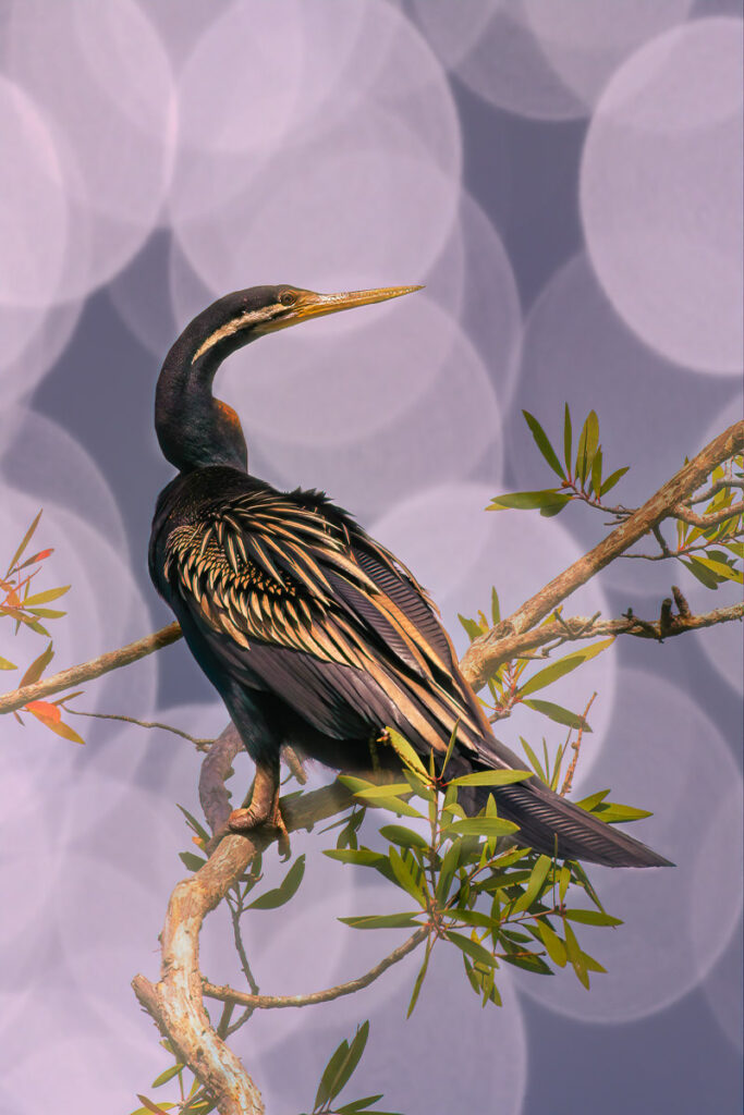 after bokeh effect applied