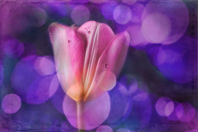 DPM bokeh pack two after 03 1200px