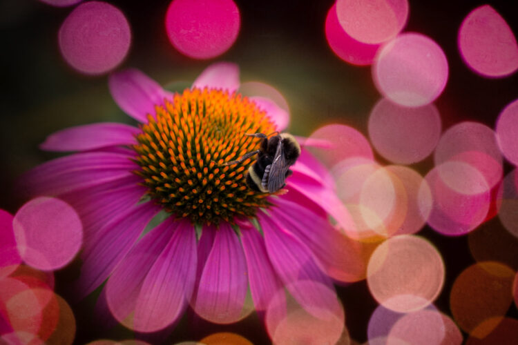 insect on flower after bokeh overlay