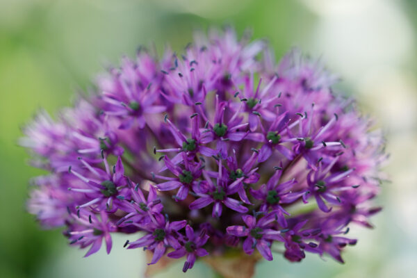 before photo of flower without bokeh effect applied