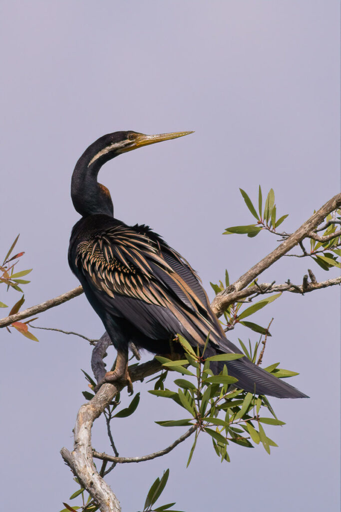 bird in tree before bokeh overlay applied