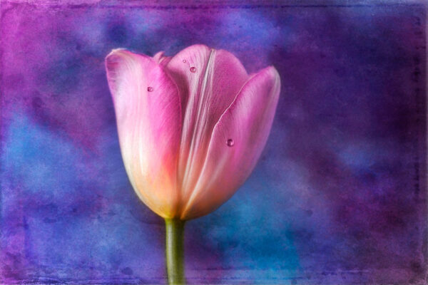 flower without bokeh effect