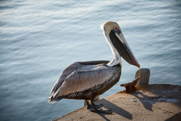 pelican on dock without bokeh overlay effect