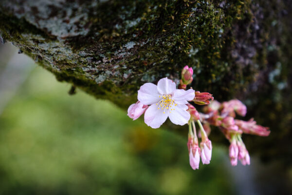 DPM bokeh pack two before 10 1200px