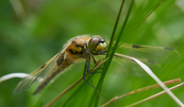 Dragonfly resting extra 90mm f10 ISO280 1 250s