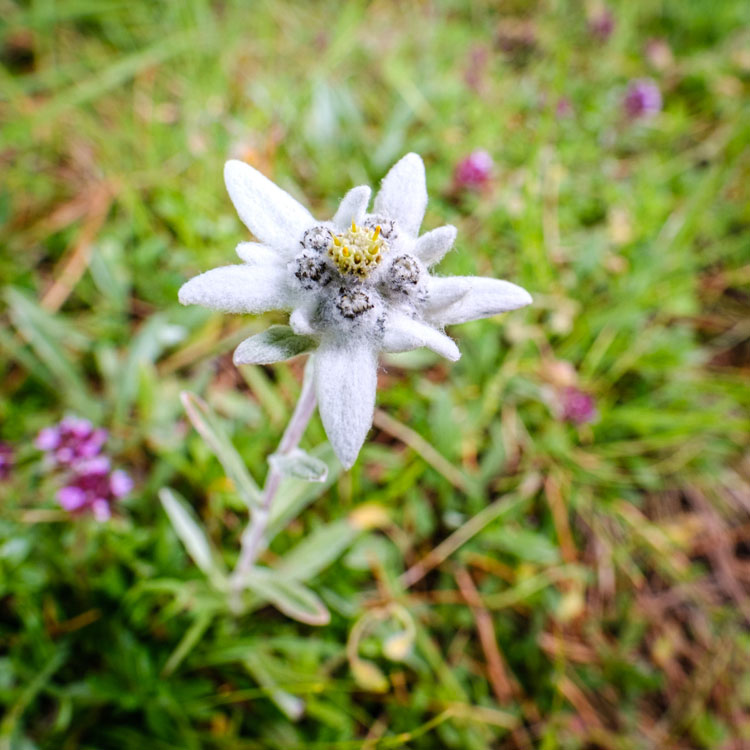 Edelweiss alpine flower close up