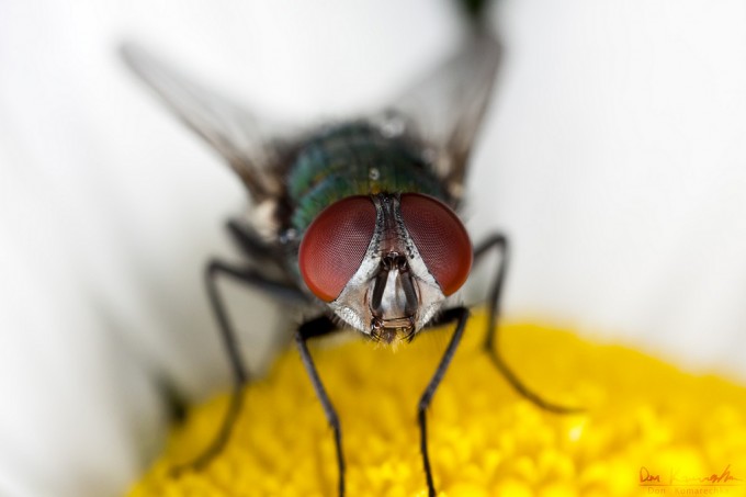 macro photo of fly
