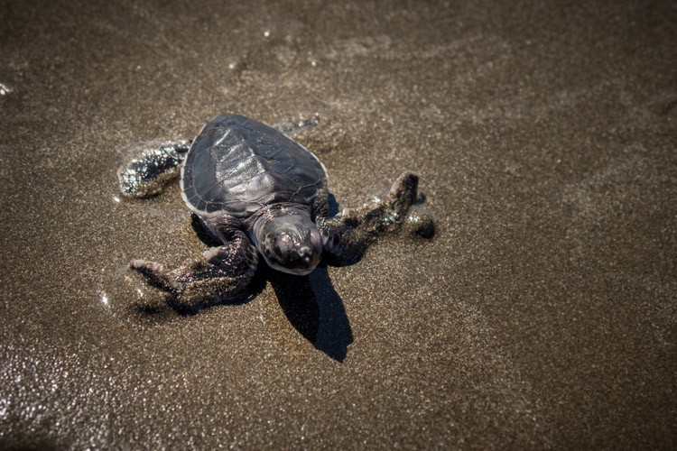 Fuji X-T1 tilt screen feature is helpful