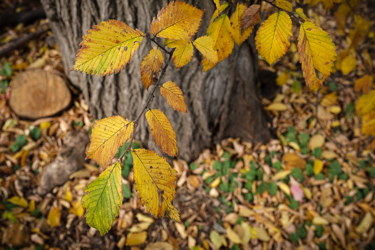 fujifilm 16 55mm lens review 05