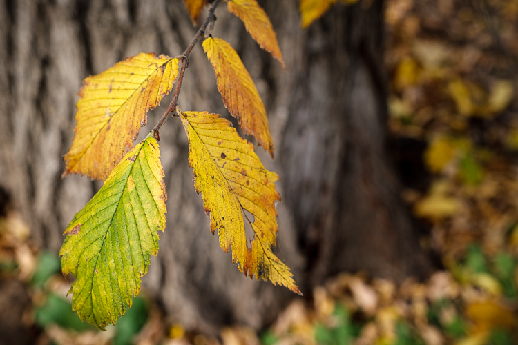 fujifilm 16 55mm lens review 09