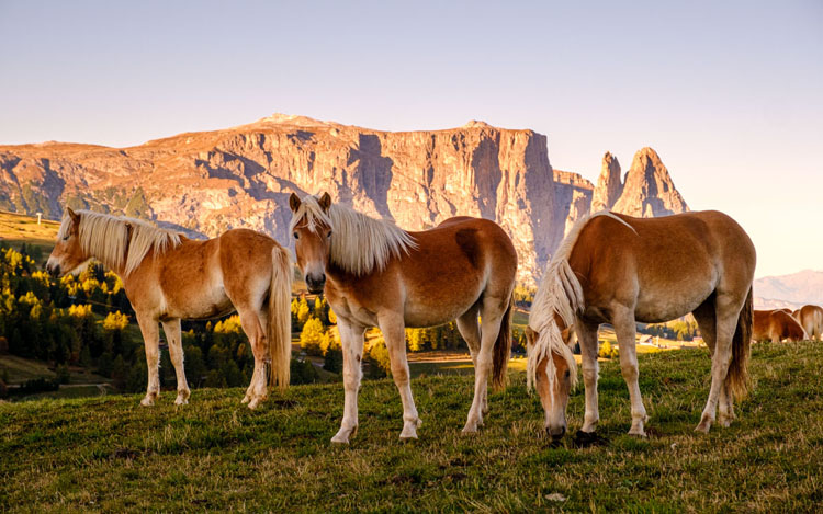 Haflinger horses pose in front of Sciliar at sunrise