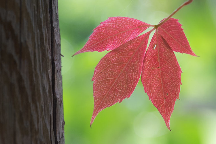 Unedited RAW photo of a low contrast scene