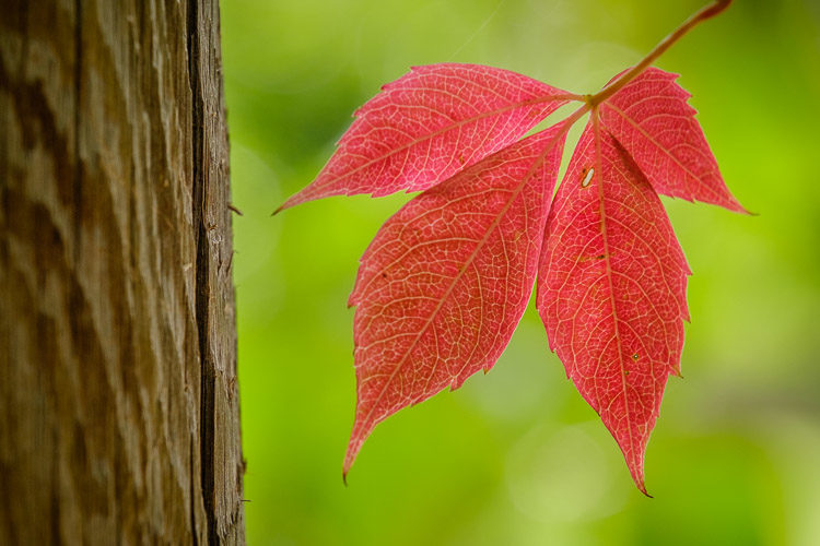 Overprocessed HDR image with flat contrast and unnatural color