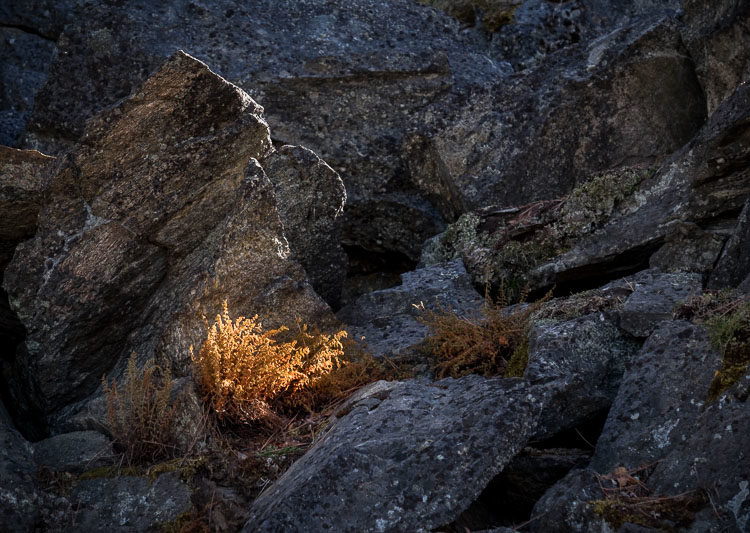 Photo with natural shadows enhancing subject separation and depth