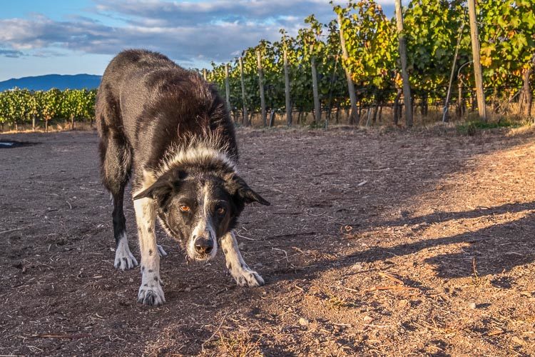 HDR processed dog photo with unnatural texture and detail