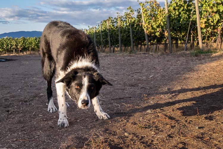 Dog photo processed naturally for realistic texture and color