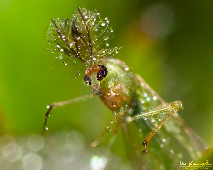 insect droplets