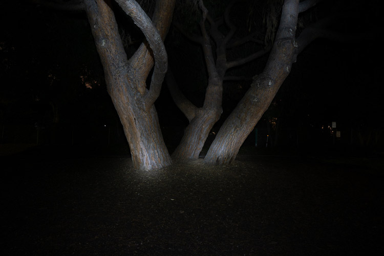 tree trunks painted with light to make them stand out more