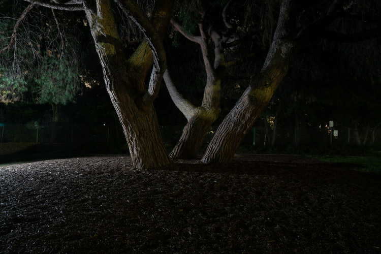 second example photo with the ground a little brighter