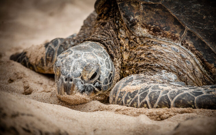This sea turtle looks isolated from the rest of his friends by using a long telephoto lens