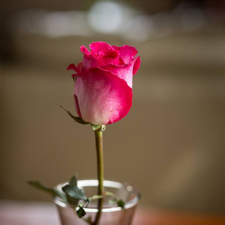 Macro photography extension tubes 750px 01